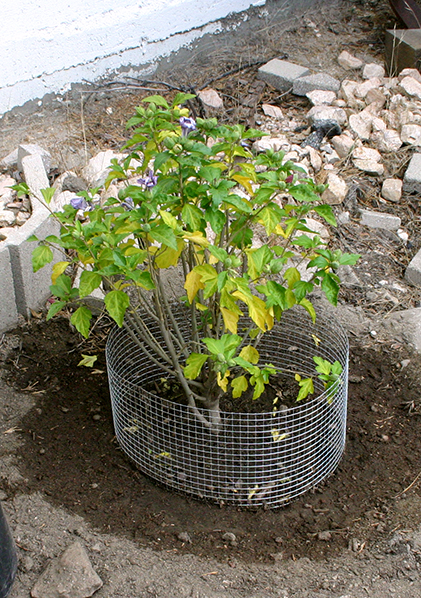 Hibiscus planted at Offstage Right, Lake Arrowhead, on August 25, 2015